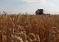 Cuenta Victoria con 50 mil hectáreas en agricultura