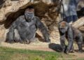 Gorilas contagiados de Covid-19 por un humano se recuperan en zoólogico de California