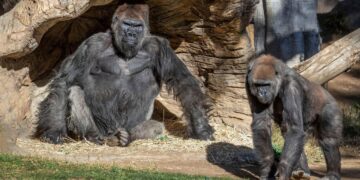 Gorilas contagiados de Covid-19 por un humano se recuperan en zoólogico de California
