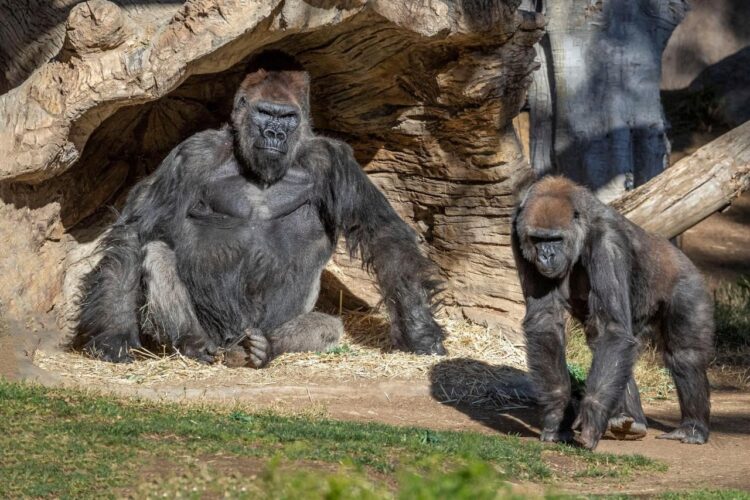 Gorilas contagiados de Covid-19 por un humano se recuperan en zoólogico de California