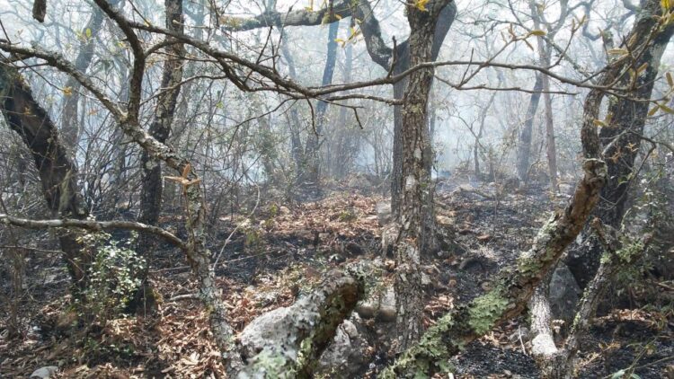 Reserva ecológica de Tamaulipas está en riesgo por la sequía