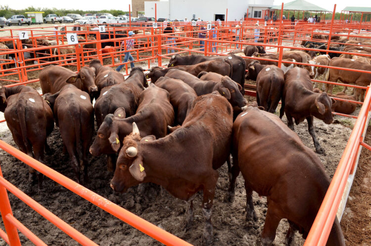 Suben costos de ganadería, y viene aumento en precio de la carne