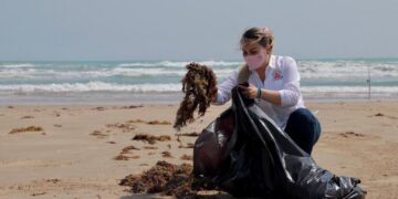 Limpian sargazo en la playa Miramar, levantan dos toneladas de algas