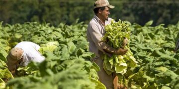 Van a trabajar a Estados Unidos 900 obreros del sur de  Tamaulipas