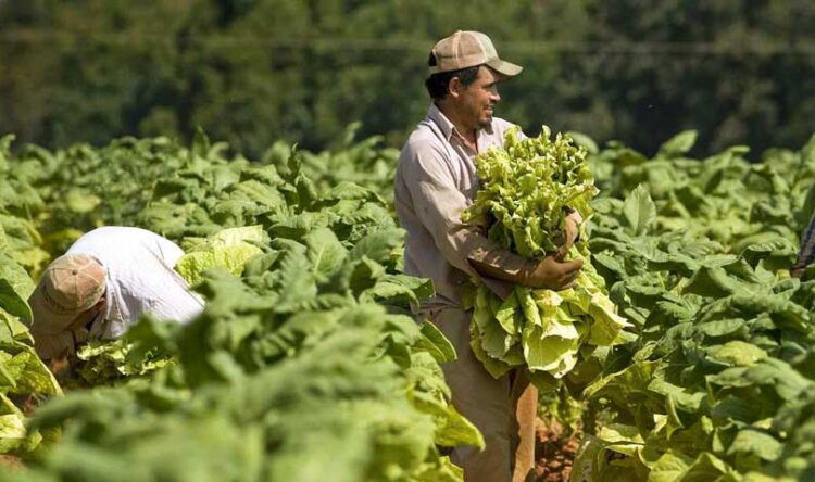 Van a trabajar a Estados Unidos 900 obreros del sur de  Tamaulipas