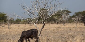 Entra Tamaulipas en fase crítica por sequía