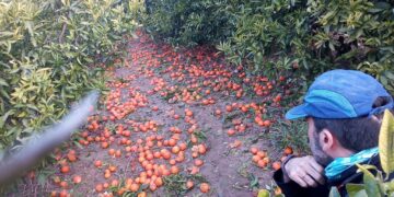 Baja producción de cítricos por sequía… y sube precio en el mercado