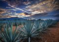 Tequila, “lugar en que se corta” o “lugar de tributos”