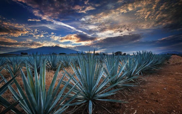 Tequila, “lugar en que se corta” o “lugar de tributos”