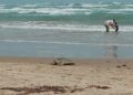 Llegan Tortugas Lora a playa de Tamaulipas