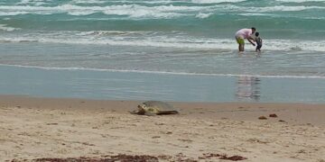 Llegan Tortugas Lora a playa de Tamaulipas
