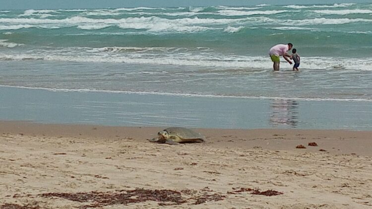 Llegan Tortugas Lora a playa de Tamaulipas