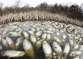 Toneladas de peces en un lago contaminado acaban a la venta en Líbano