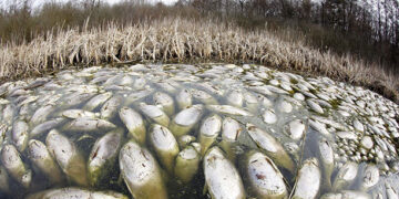 Toneladas de peces en un lago contaminado acaban a la venta en Líbano