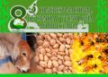 Presenta UAT investigaciones sobre miel, frijol y pastoreo de ganado