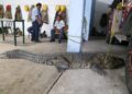 Entre 80 y 90 cocodrilos viven en la Laguna del Carpintero, en Tampico