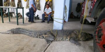 Entre 80 y 90 cocodrilos viven en la Laguna del Carpintero, en Tampico