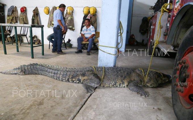 Entre 80 y 90 cocodrilos viven en la Laguna del Carpintero, en Tampico