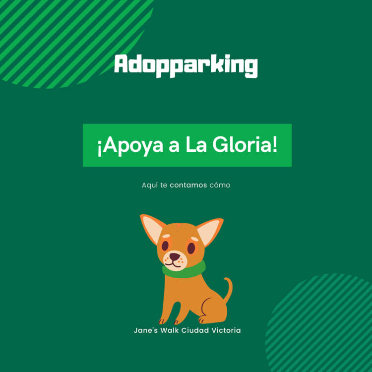 Refugio en Tamaulipas ofrece 200 mascotas en adopción