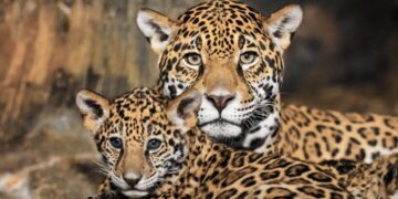 Buscan salvar de la extinción a los jaguares de Tamaulipas