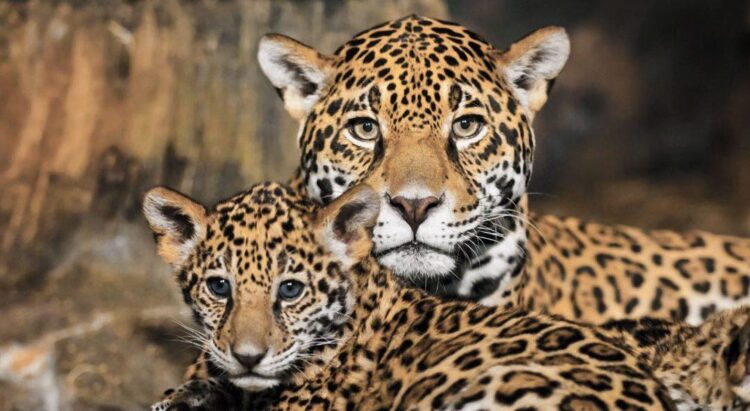 Buscan salvar de la extinción a los jaguares de Tamaulipas