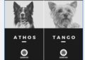 Detienen al asesino de Athos y Tango