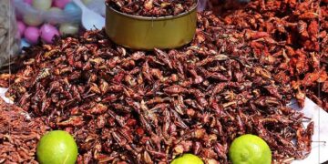 Universidad de Tamaulipas promueve la alimentación con insectos