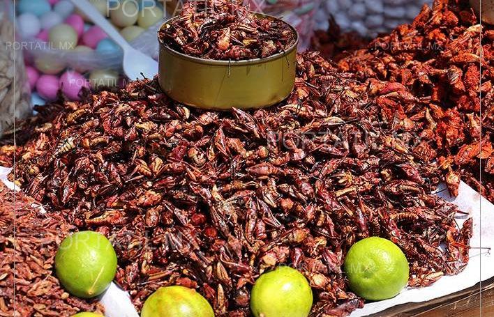 Universidad de Tamaulipas promueve la alimentación con insectos