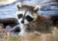 Impulsa en Tamaulipas la conservación de vida silvestre