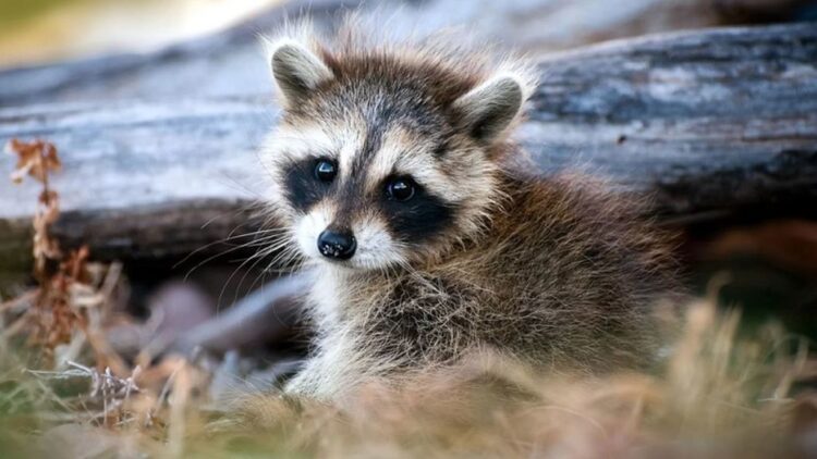 Impulsa en Tamaulipas la conservación de vida silvestre