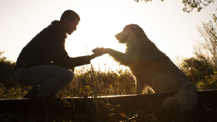 Hoy se celebra el Día Internacional del Perro