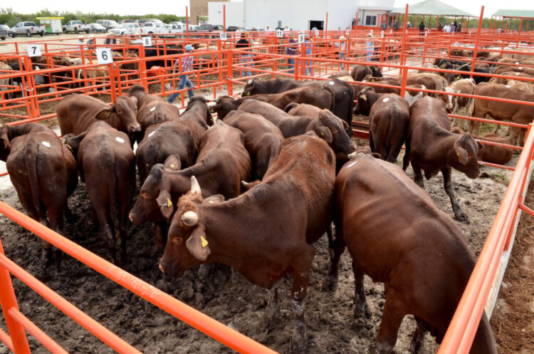 Descartan muerte de ganado en Tamaulipas por ola de calor