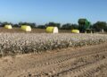 Preparan operativo de inspección a campos de algodón en Tamaulipas