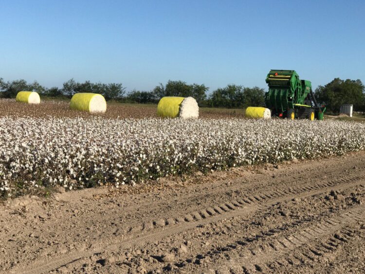 Preparan operativo de inspección a campos de algodón en Tamaulipas
