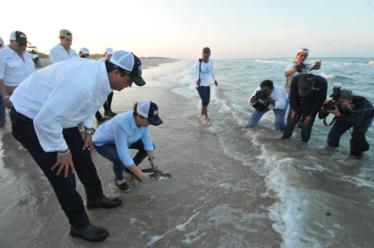 Libera Gobernador de Tamaulipas tortugas en playa La Pesca