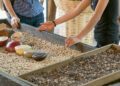 Coatepec, Pueblo Mágico con tradición cafetalera