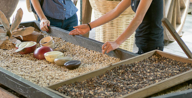 Coatepec, Pueblo Mágico con tradición cafetalera