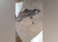 Encuentran restos fósiles de un pez del periodo jurásico en Ciudad Victoria