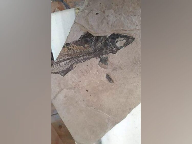 Encuentran restos fósiles de un pez del periodo jurásico en Ciudad Victoria