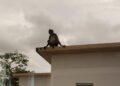 Un mono lanza un ladrillo desde un segundo piso y mata a un hombre