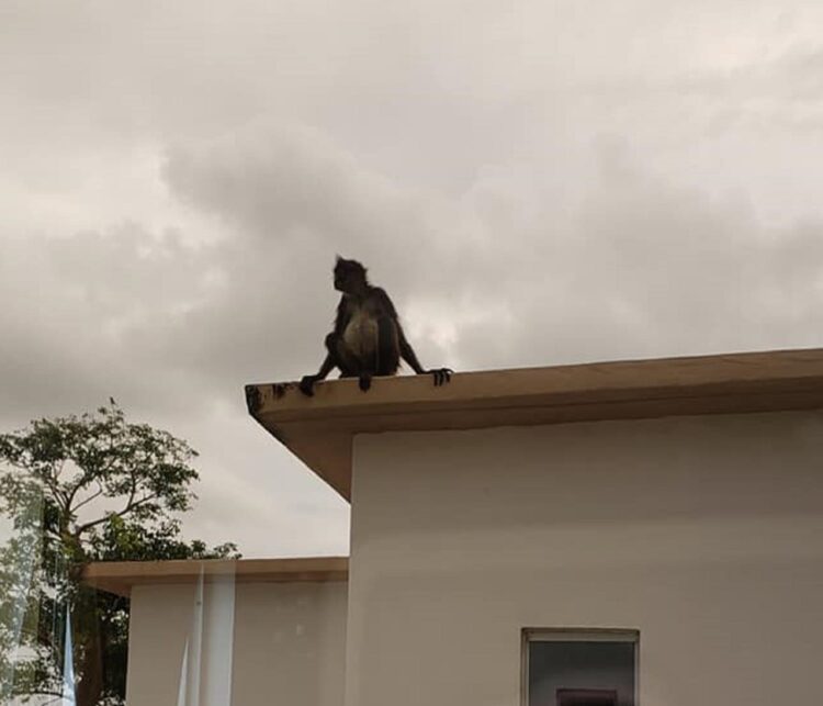 Un mono lanza un ladrillo desde un segundo piso y mata a un hombre