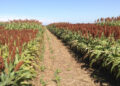 Piden apoyar a productores de sorgo de Tamaulipas
