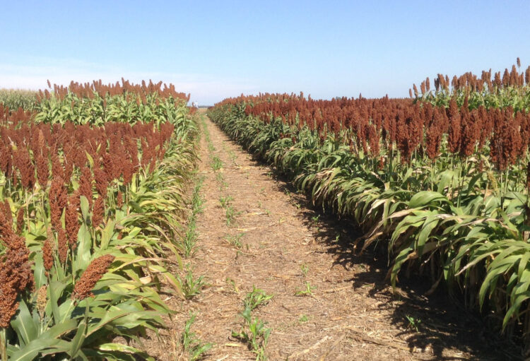 Piden apoyar a productores de sorgo de Tamaulipas
