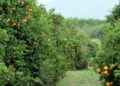 Dan luz verde a naranja de Tamaulipas para el mercado de Estados Unidos