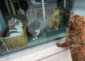 Francia prohíbe la venta de perros y gatos en tiendas