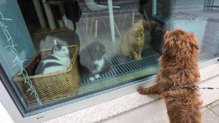 Francia prohíbe la venta de perros y gatos en tiendas