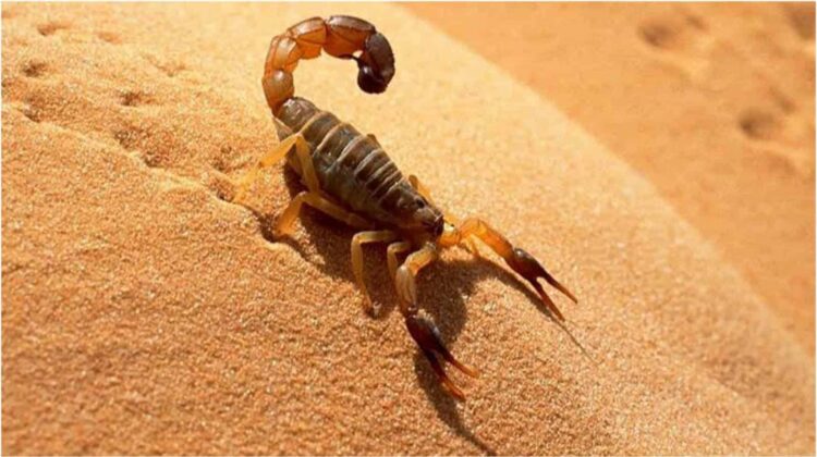 Miles de alacranes invaden Egipto