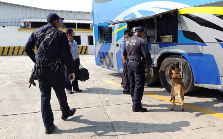 Vigilan central camionera de Victoria con perros entrenados