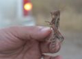 Llega a Tamaulipas plaga de Langosta Centroamericana, afecta huertas naranjeras