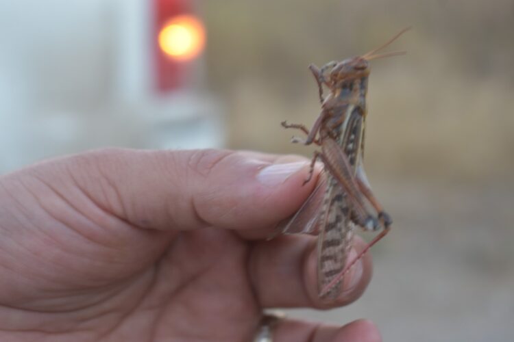 Llega a Tamaulipas plaga de Langosta Centroamericana, afecta huertas naranjeras